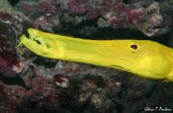 Trumpetfish in bright yellow phase. They ambush their pre... by Glenn Poulain 